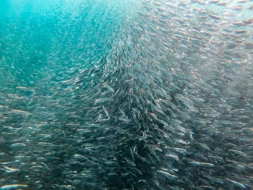 school of fish